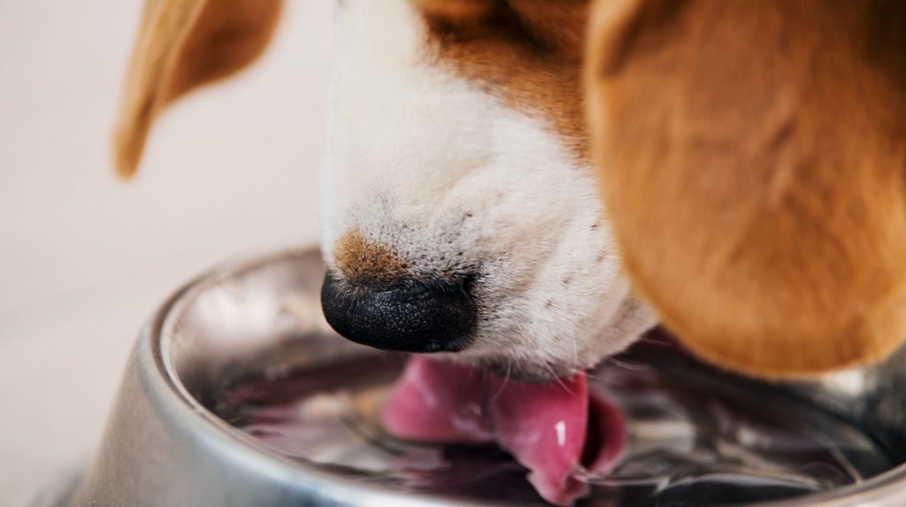 The Importance of Clean Drinking Water for Pets